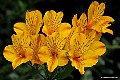 Alstromeria, File# 7660. Photographer: Susan